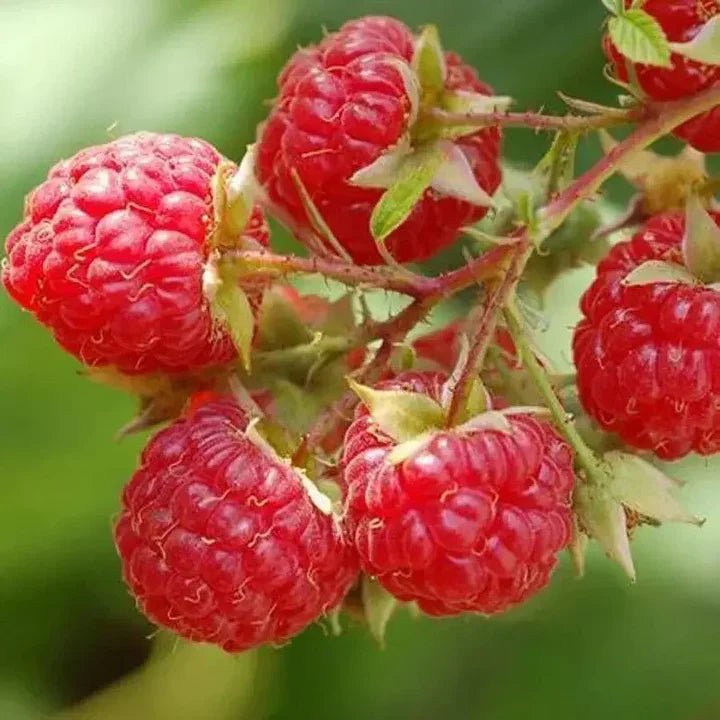 Heritage Everbearing Raspberry Seeds