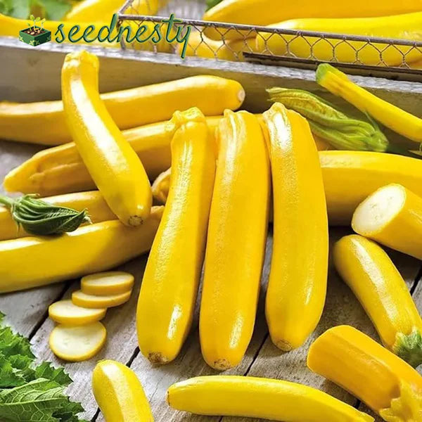 Golden Zucchini Seeds