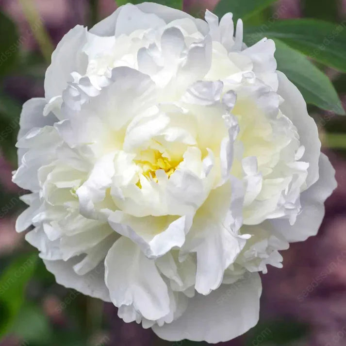 🌸 Double Climbing Peony Vine Hardy Perennial Garden Climber for Indoor & Outdoor Beauty