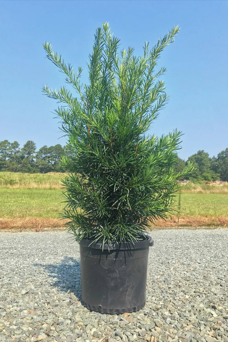 Podocarpus Macrophyllus Plant | Evergreen Shrub