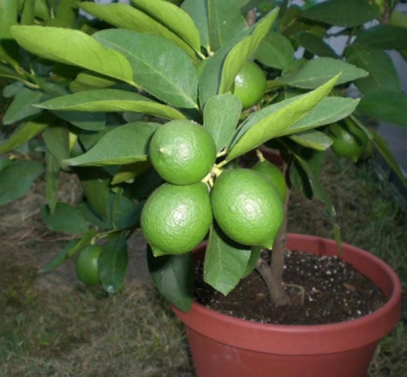 RARE Key LIME Fruit-Grow indoors in a Pot - Very Juicy fruit