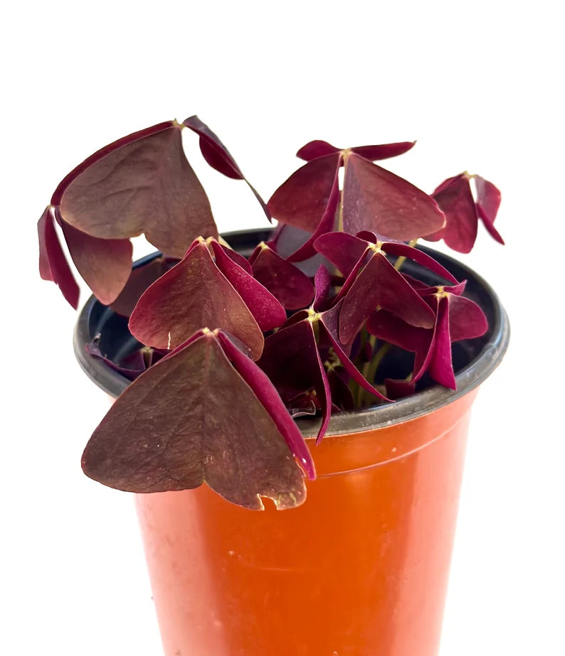 Purple Oxalis Wood Sorrel (Purple Shamrock)，8-12 Bulbs-Worthy Live Plant bundle, Grow Indoor or Outdoor for Decoration or Gift