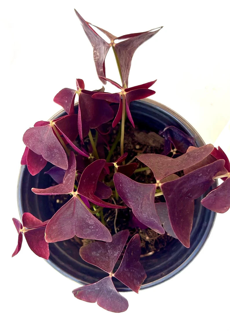 Purple Oxalis Wood Sorrel (Purple Shamrock)，8-12 Bulbs-Worthy Live Plant bundle, Grow Indoor or Outdoor for Decoration or Gift