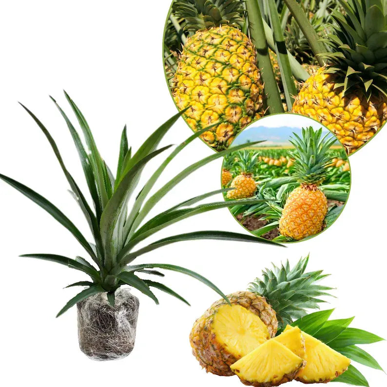 Gold Pineapple Plant Live,  No Pot, Sweet Pineapple Fruit Seedling
