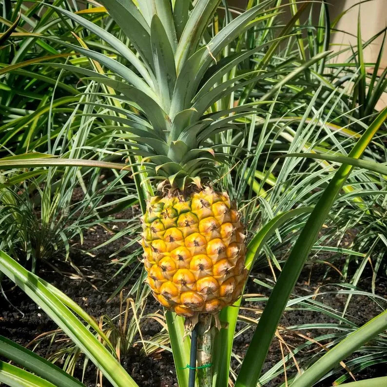 Gold Pineapple Plant Live,  No Pot, Sweet Pineapple Fruit Seedling