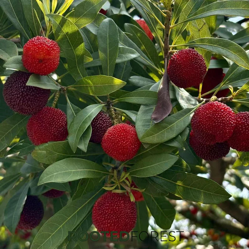 Yumberry Tree Seedling – Live Yongjia Waxberry Plant, Exotic Fruit Starter