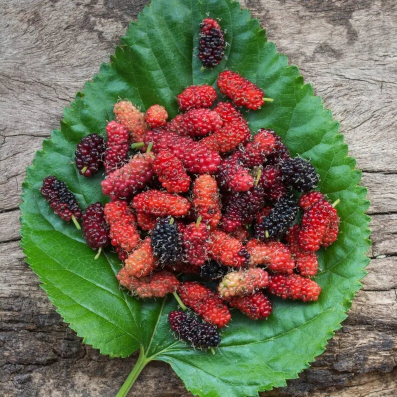 Red Mulberry Plant,  Tall - Live Fruit Tree Starter