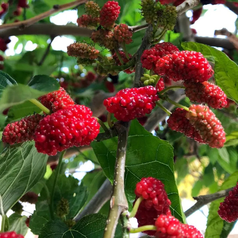 Red Mulberry Plant,  Tall - Live Fruit Tree Starter
