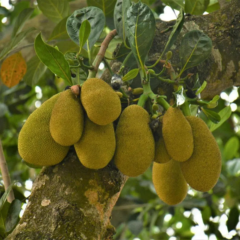 Jackfruit Seedling Live Plant, Tropical Jackfruit Tree，Sweet Yellow Fruit for Planting