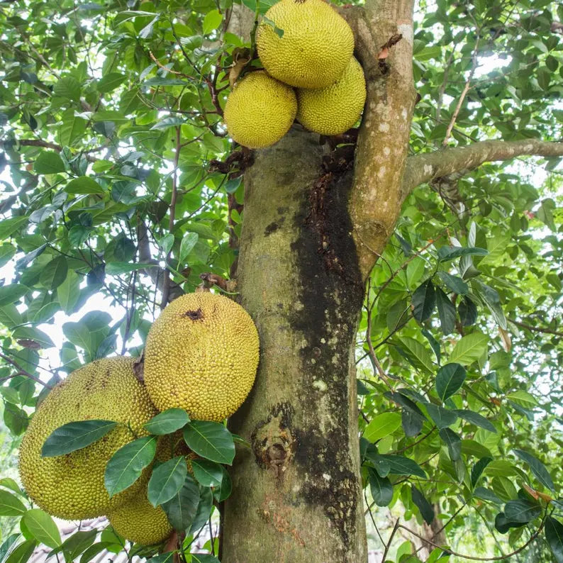 Jackfruit Seedling Live Plant, Tropical Jackfruit Tree，Sweet Yellow Fruit for Planting