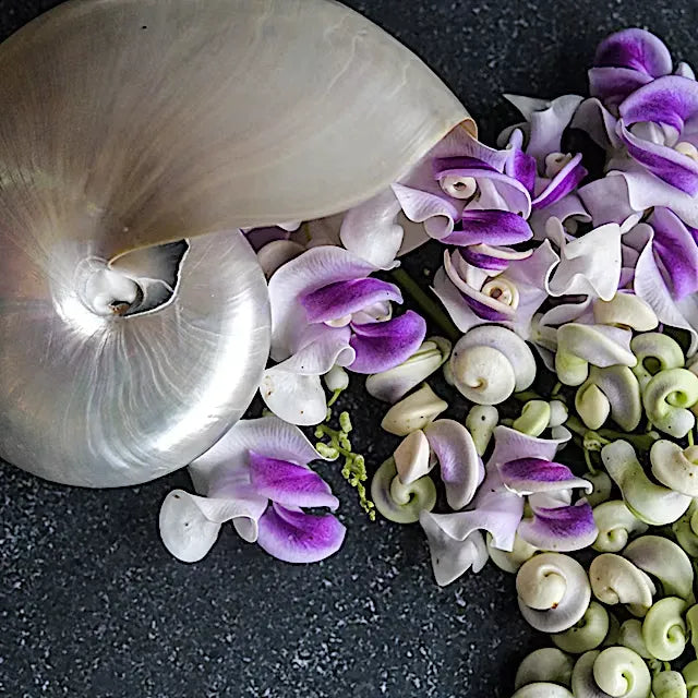 🐌 The Flower That Looks Like Tiny Snails
